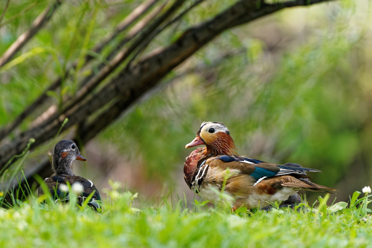 Mandarin Duck - ML638130255