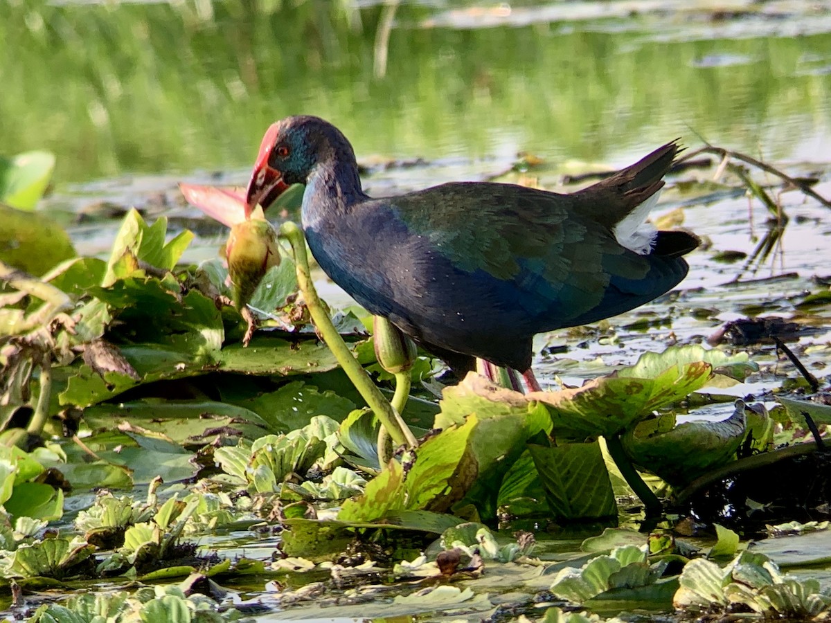 African Swamphen - ML638130264