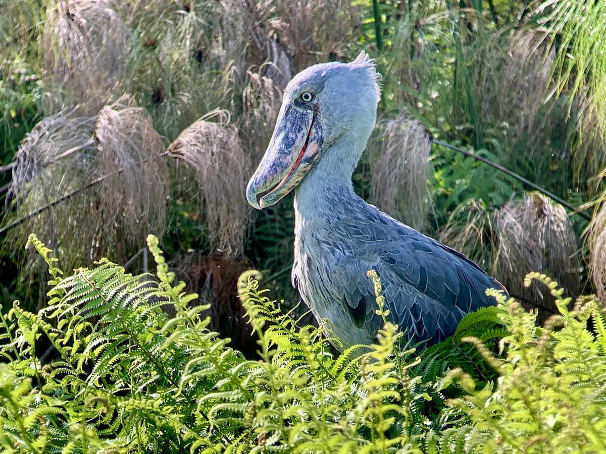 Shoebill - ML638130278
