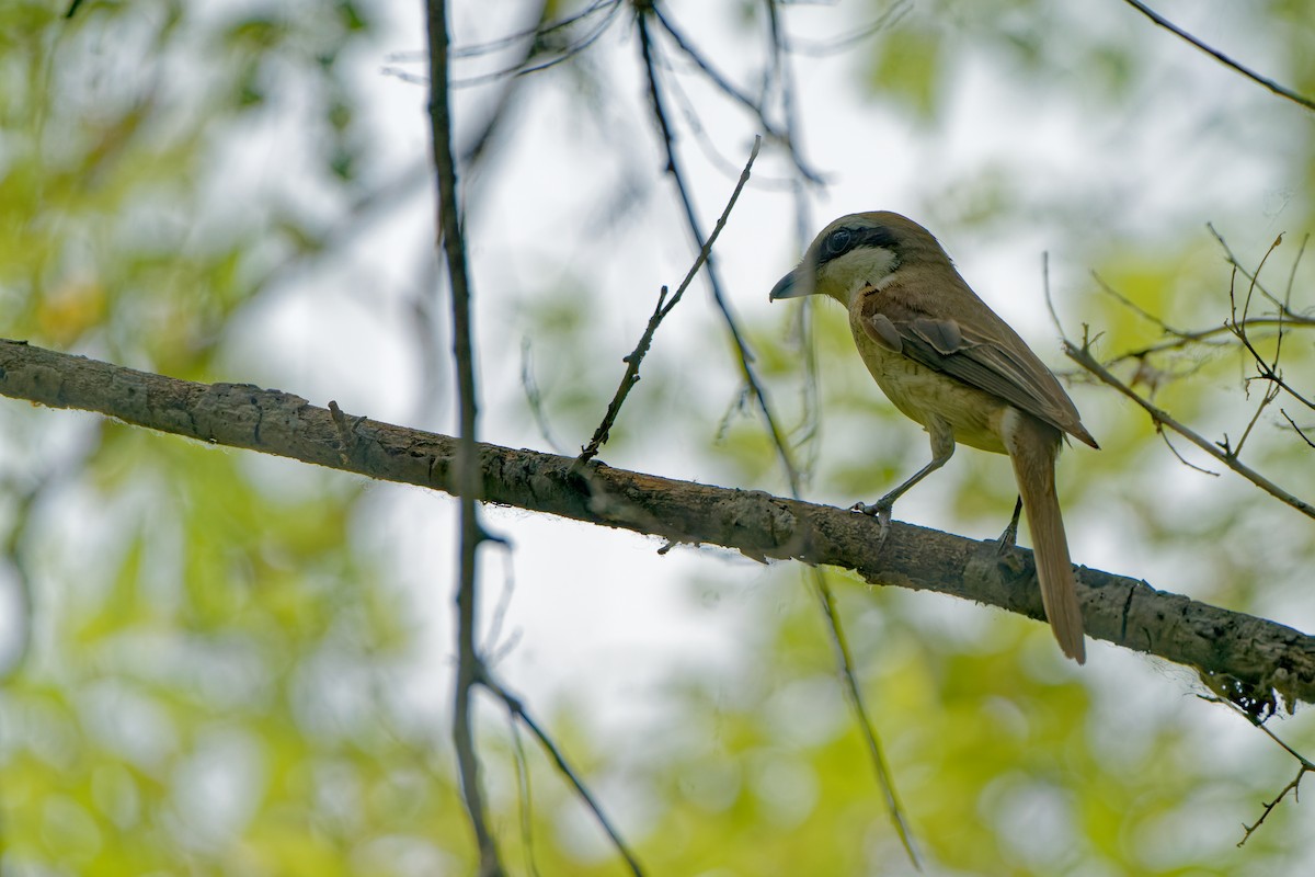 Brown Shrike - ML638130286