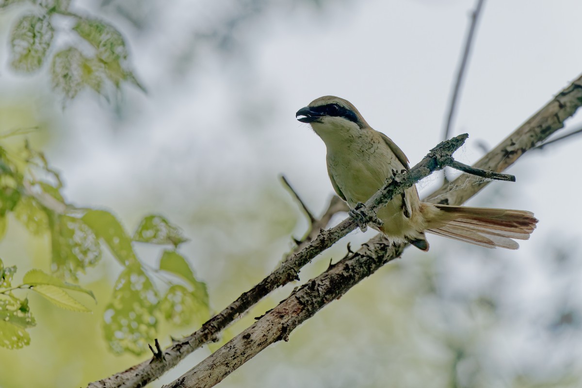 Brown Shrike - ML638130287