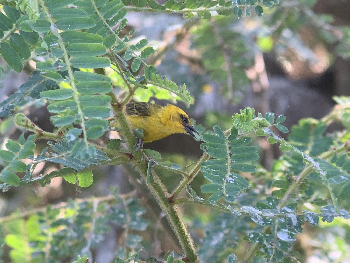 Slender-billed Weaver - ML638130288