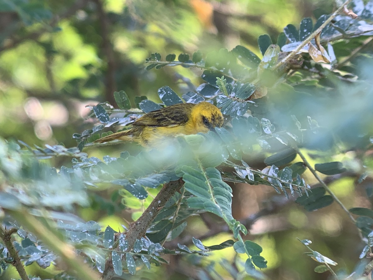 Slender-billed Weaver - ML638130289