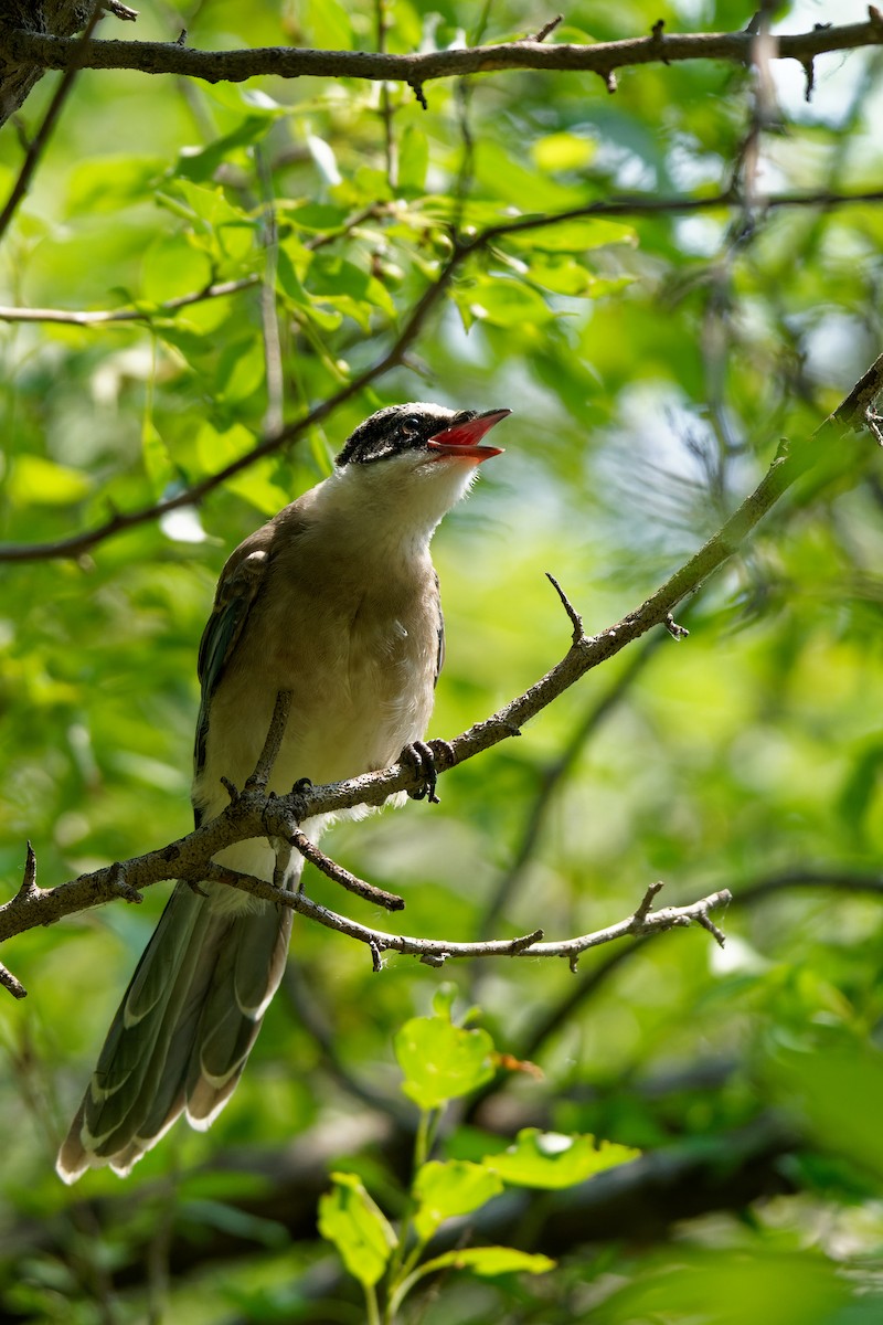 Azure-winged Magpie - ML638130292