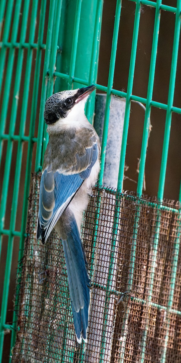 Azure-winged Magpie - ML638130293