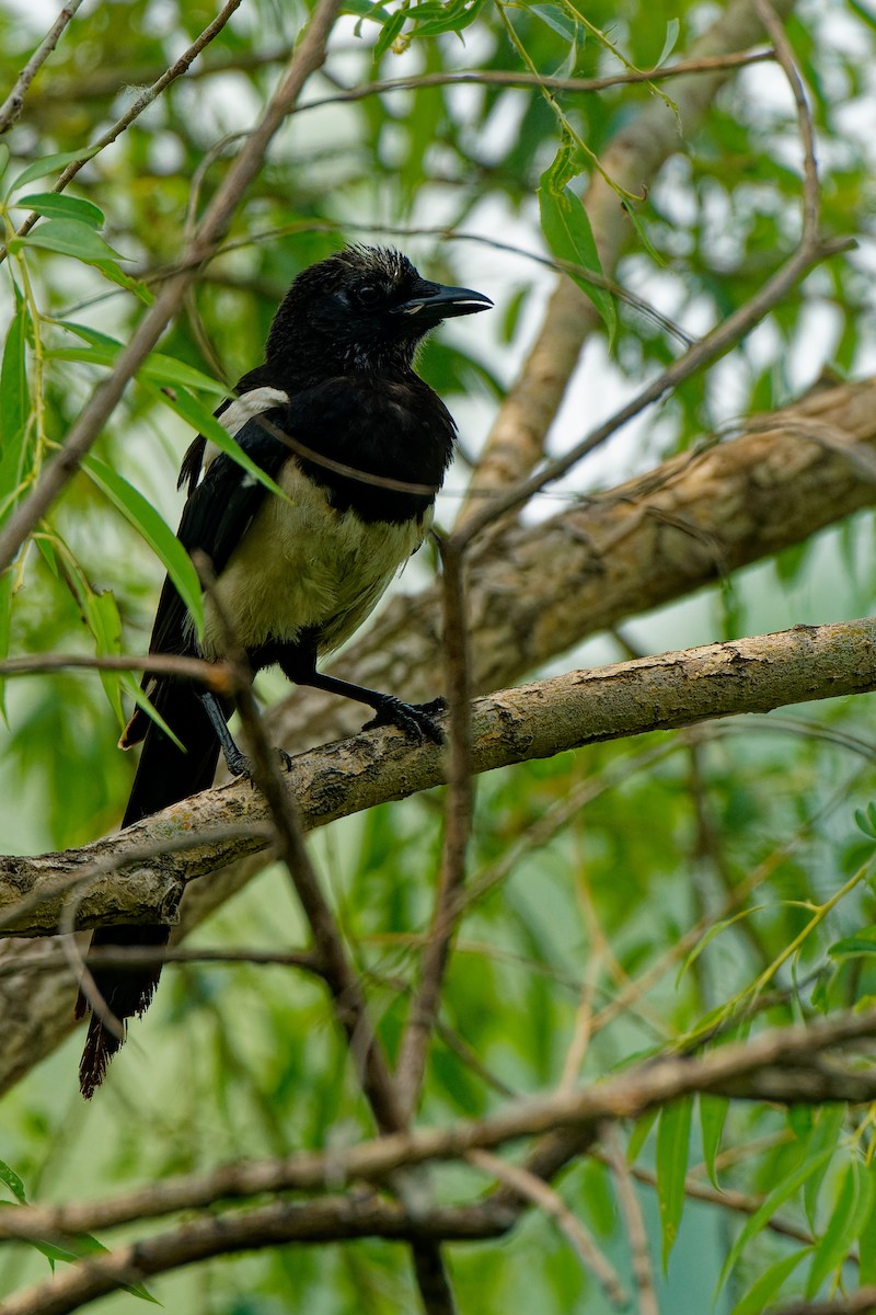 Oriental Magpie - ML638130298