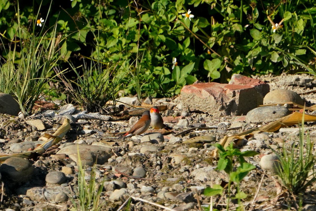 Orange-cheeked Waxbill - ML638130304