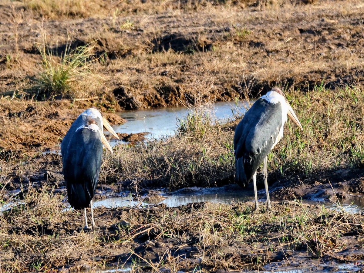 marabu africký - ML638130307