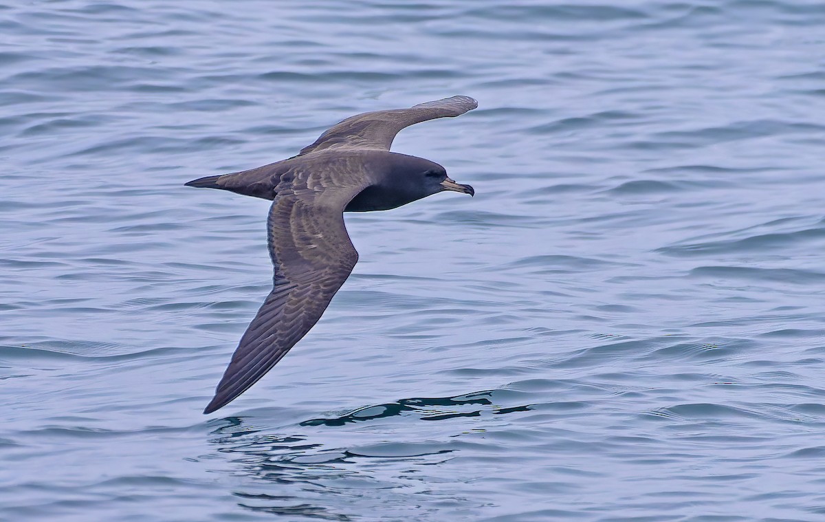 Flesh-footed Shearwater - ML638130311