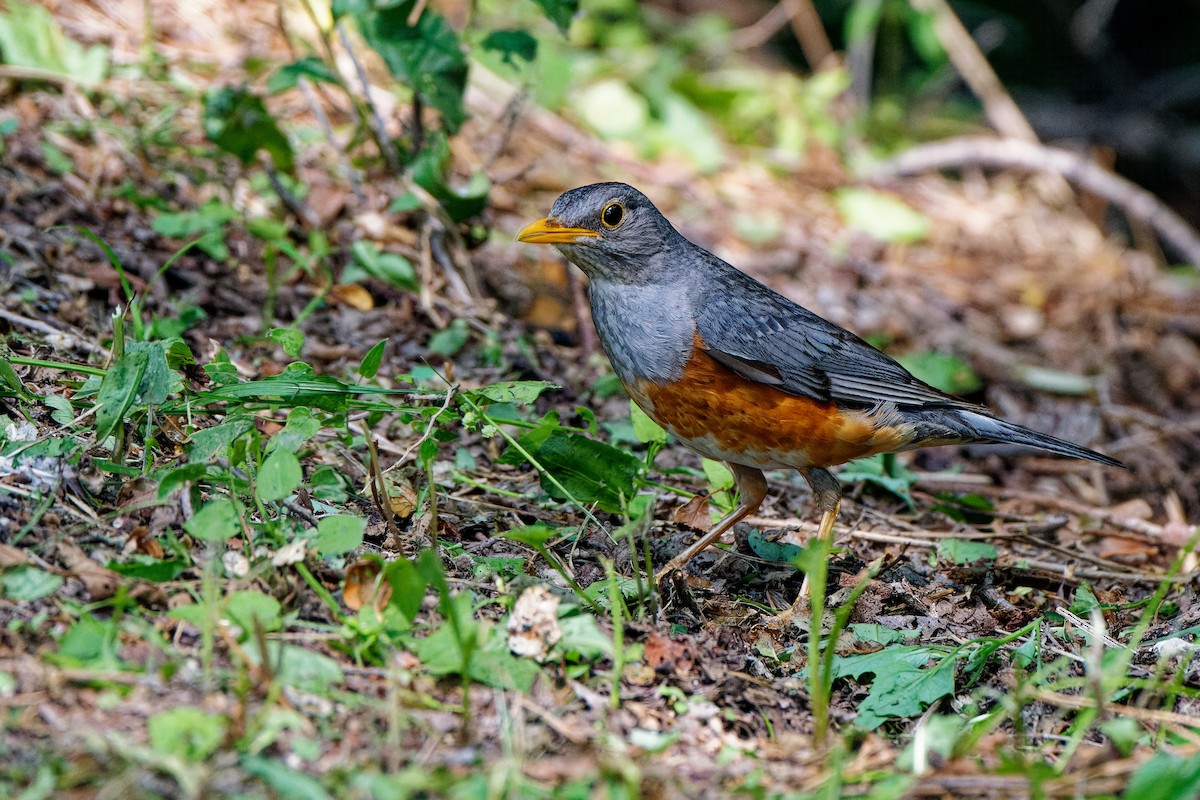 カラアカハラ - ML638130313
