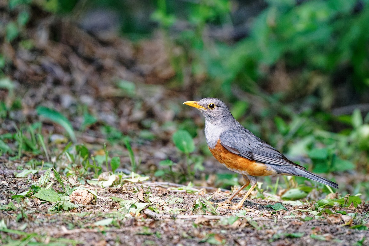 カラアカハラ - ML638130315