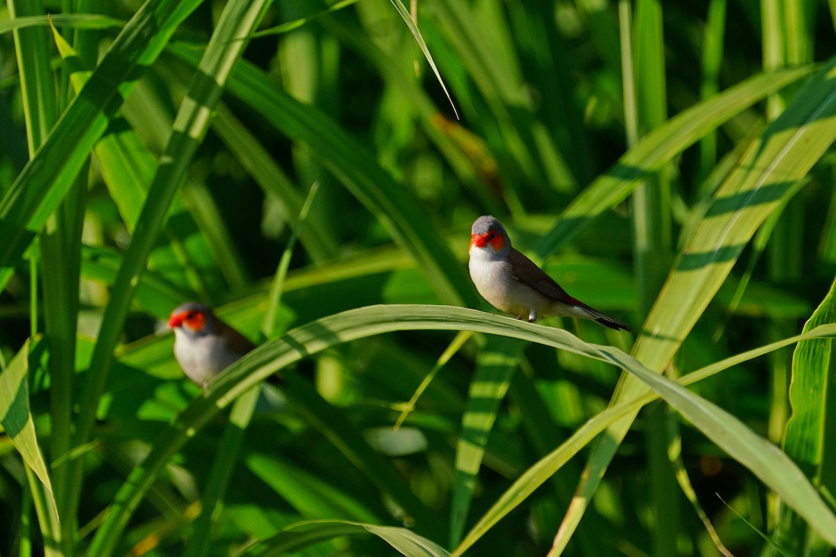 Orange-cheeked Waxbill - ML638130321