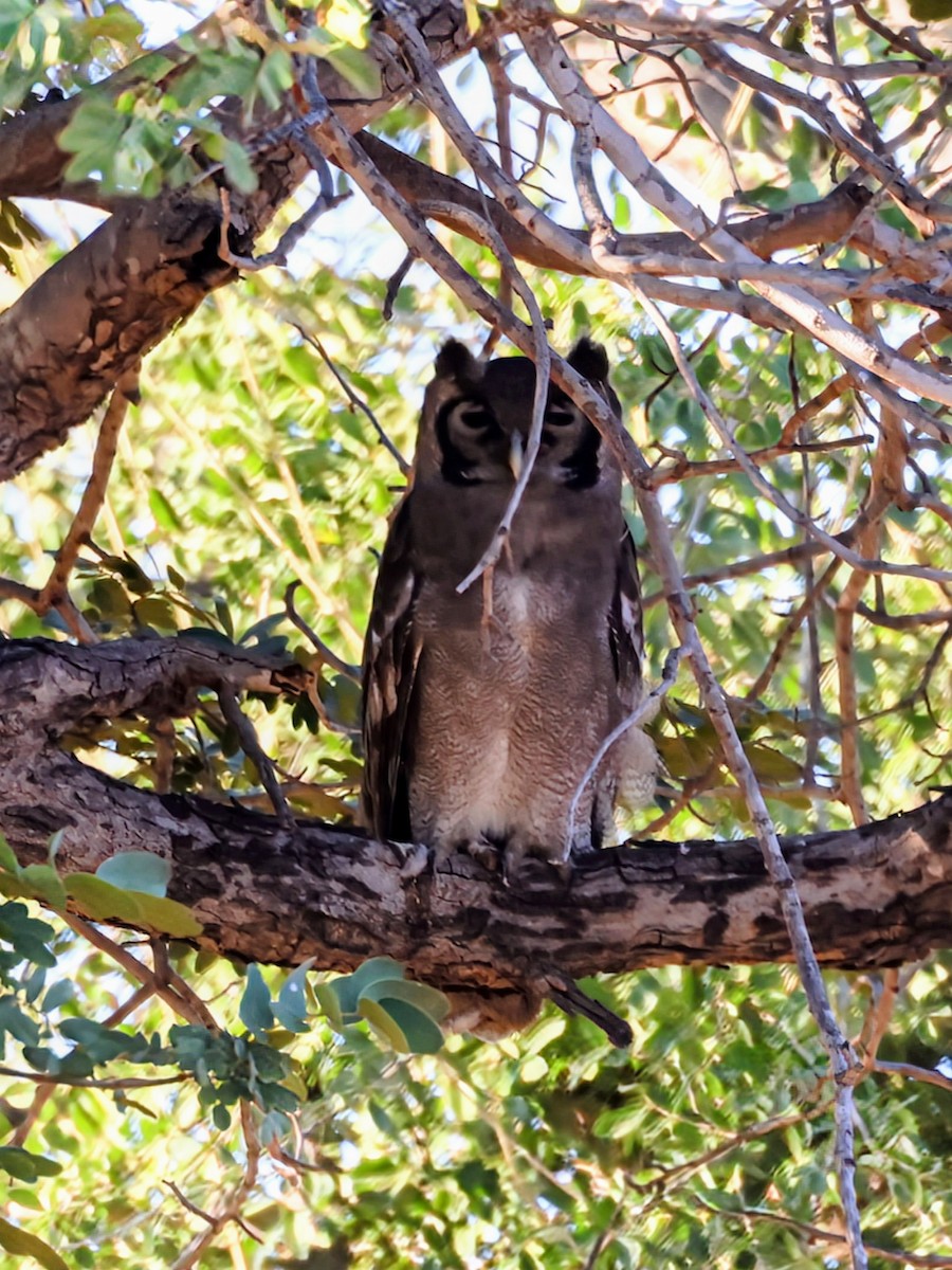 Verreaux's Eagle-Owl - ML638130322