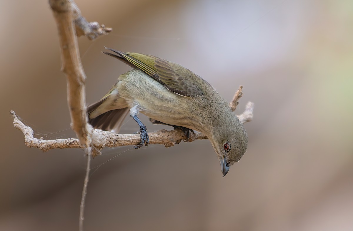Thick-billed Flowerpecker - ML638130326