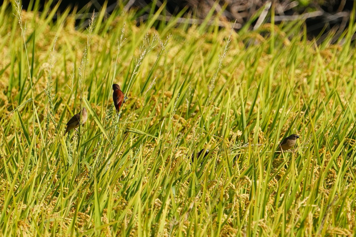 Chestnut Munia - ML638130327