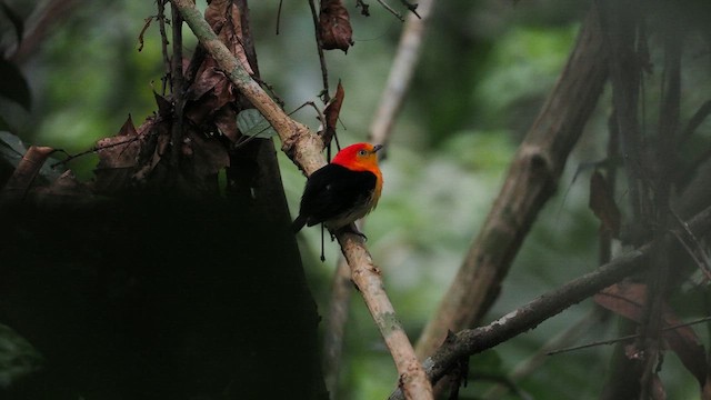 Band-tailed Manakin - ML638130352