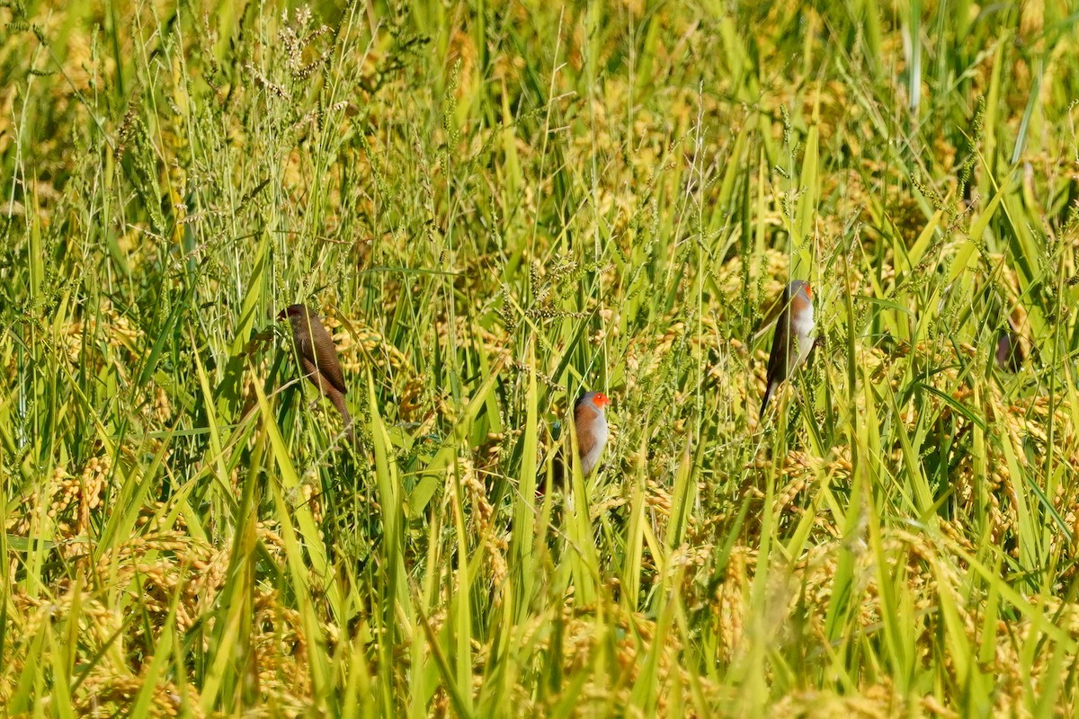 Orange-cheeked Waxbill - ML638130353