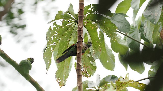 Black-capped Parakeet - ML638130363