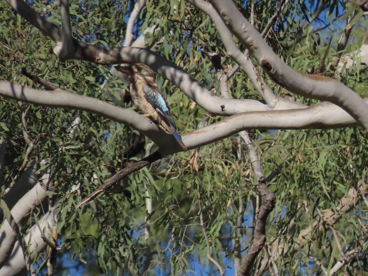 Blue-winged Kookaburra - ML638130367