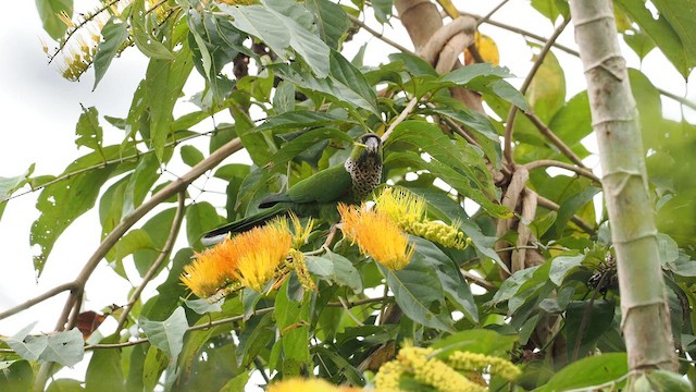 Black-capped Parakeet - ML638130368