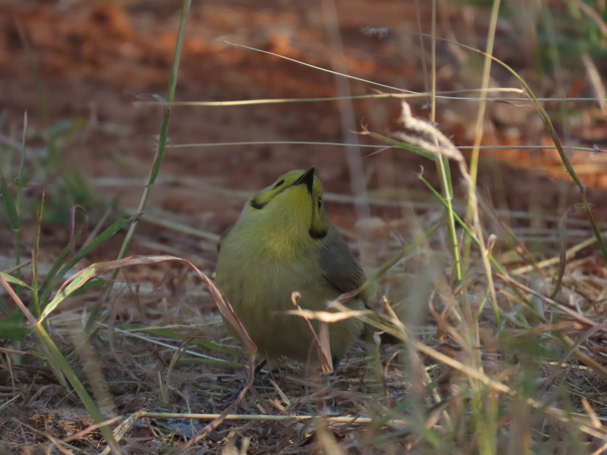 Yellow-tinted Honeyeater - ML638130382