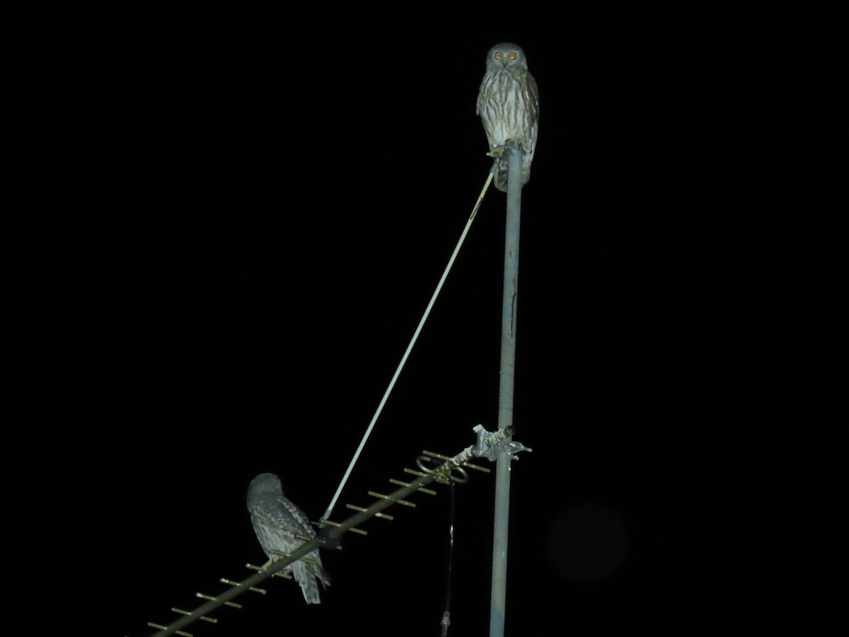 Barking Owl - ML638130397