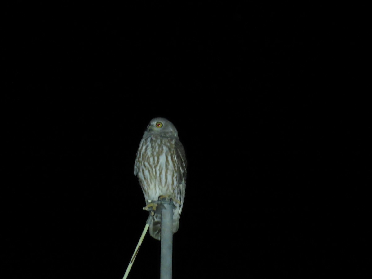 Barking Owl - ML638130403