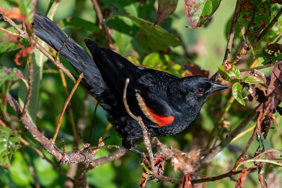 Red-winged Blackbird - ML638130405
