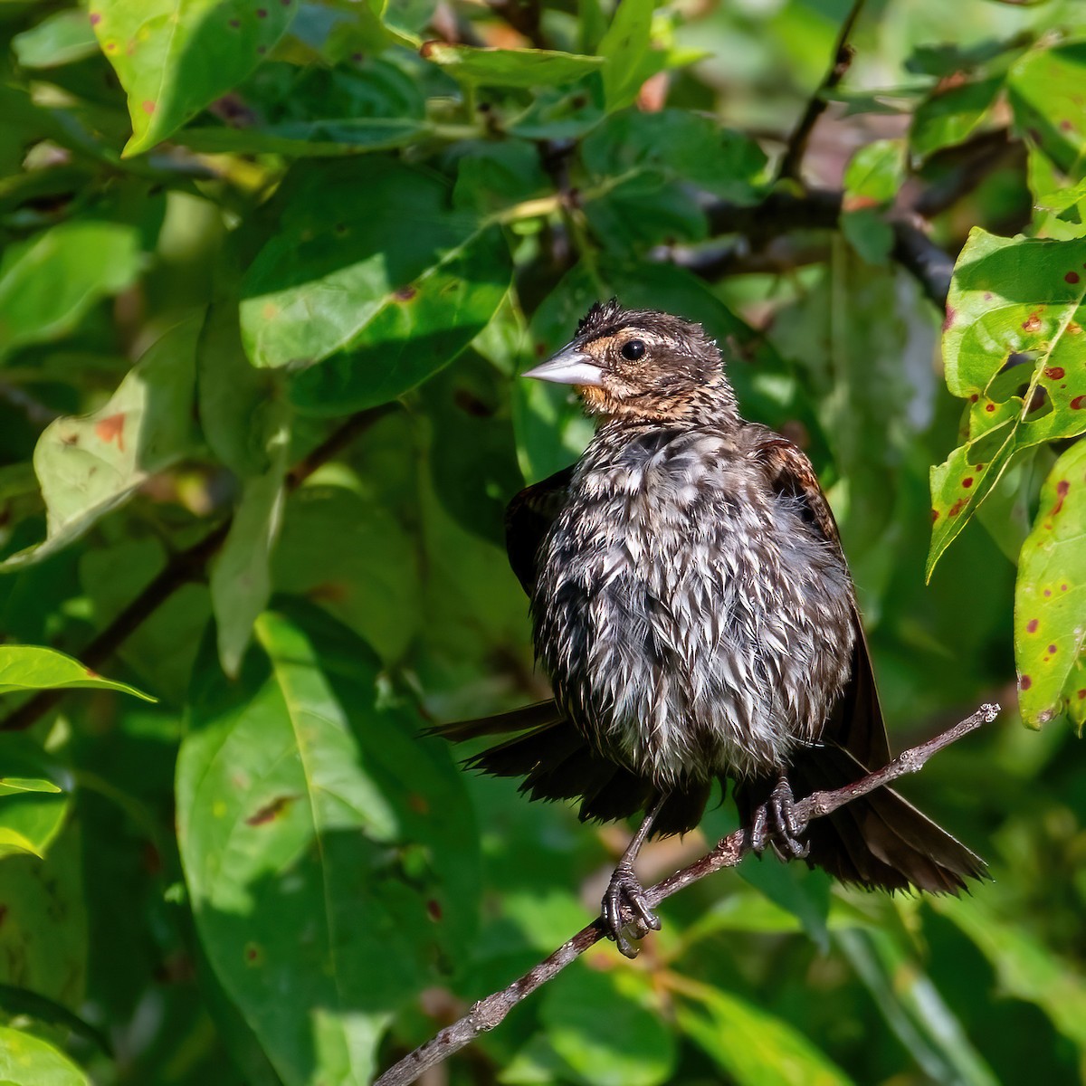 Red-winged Blackbird - ML638130408