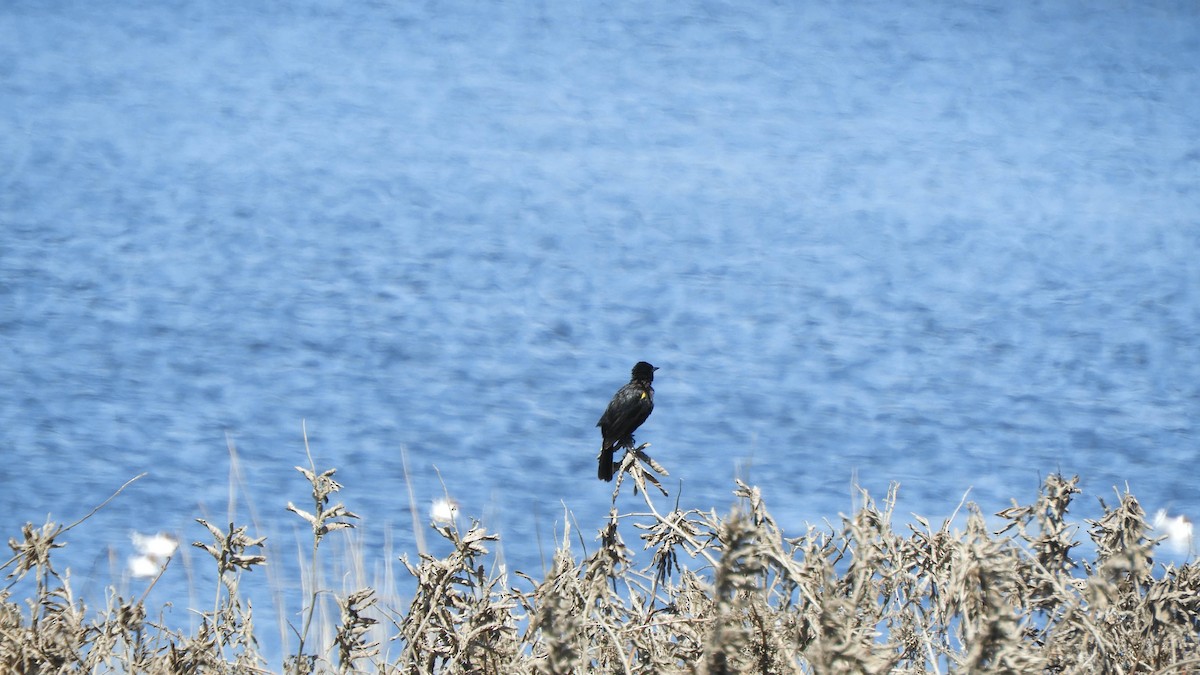 Yellow-winged Blackbird - ML638130416