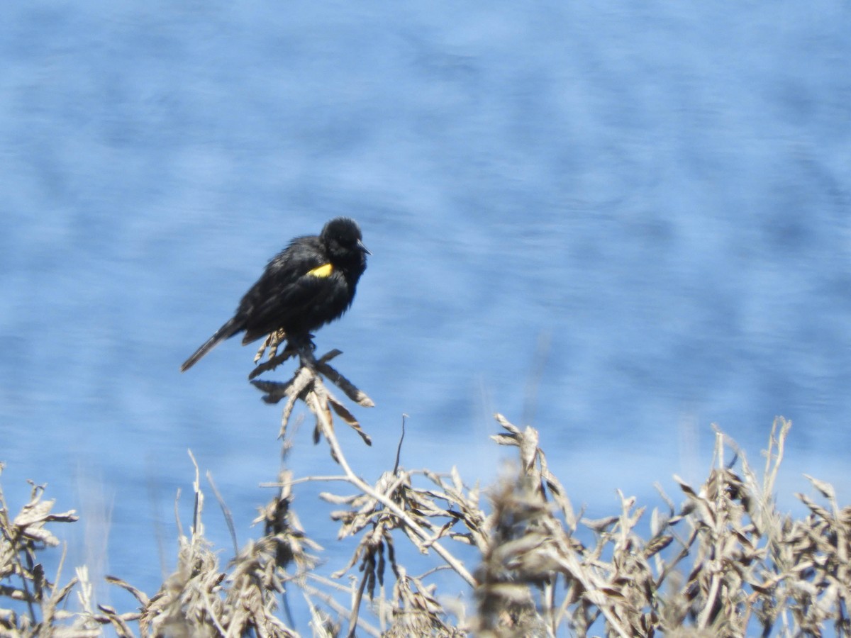 Yellow-winged Blackbird - ML638130417