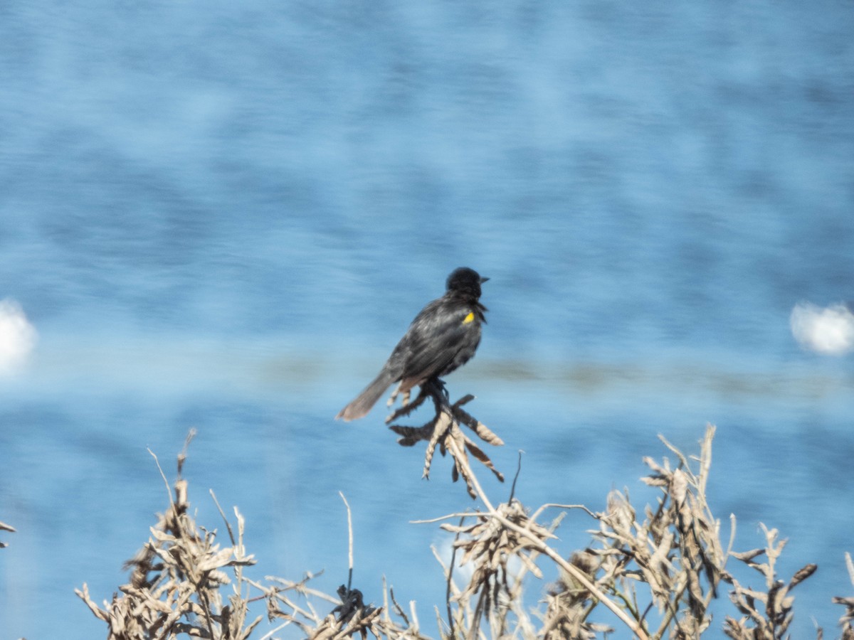 Yellow-winged Blackbird - ML638130418