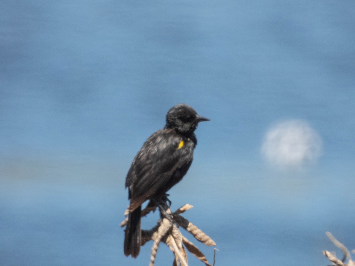 Yellow-winged Blackbird - ML638130419