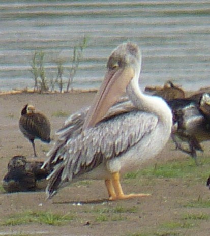 Pink-backed Pelican - ML638130424