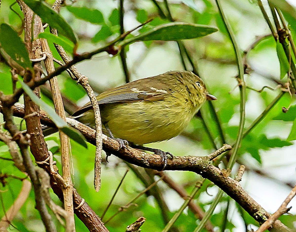 Flat-billed Vireo - ML638130435