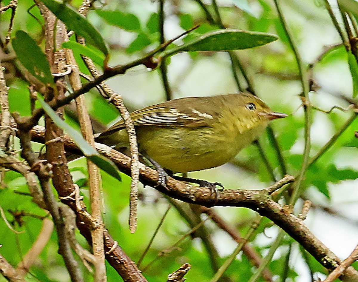 Flat-billed Vireo - ML638130437