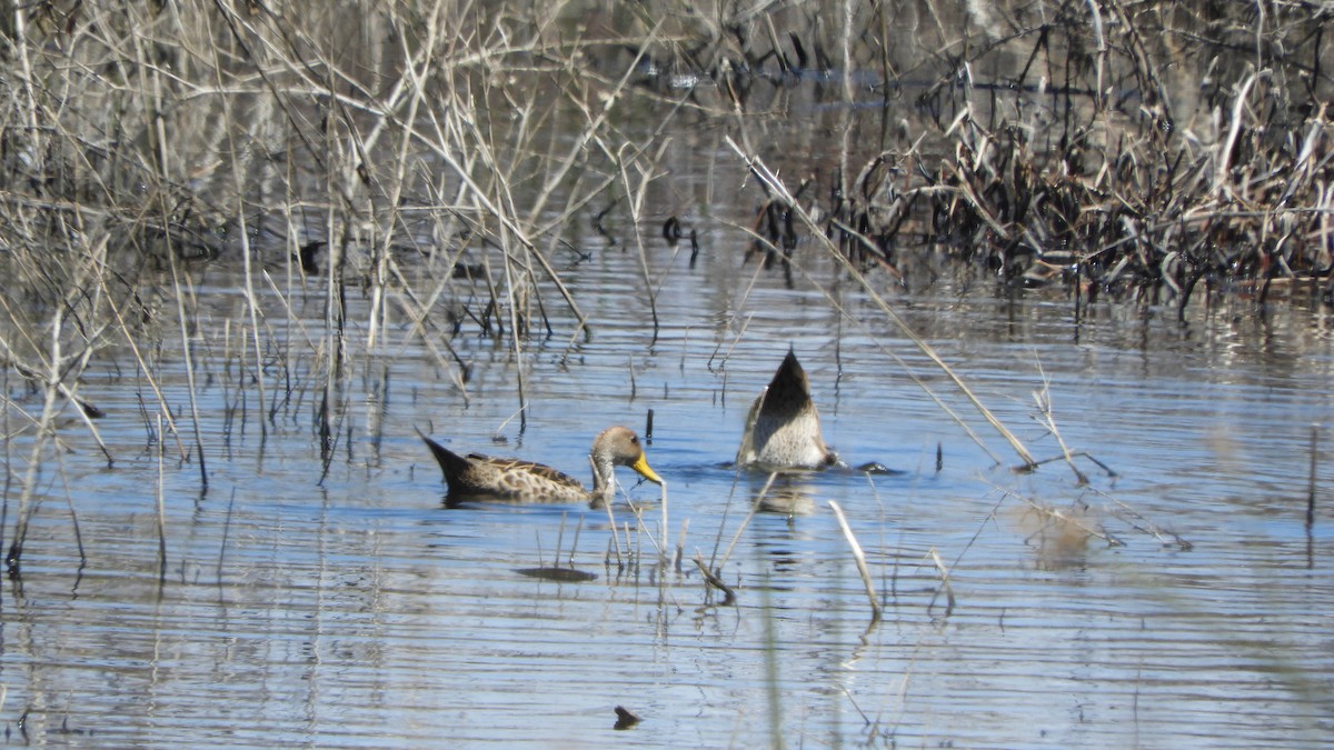 Yellow-billed Pintail - ML638130444