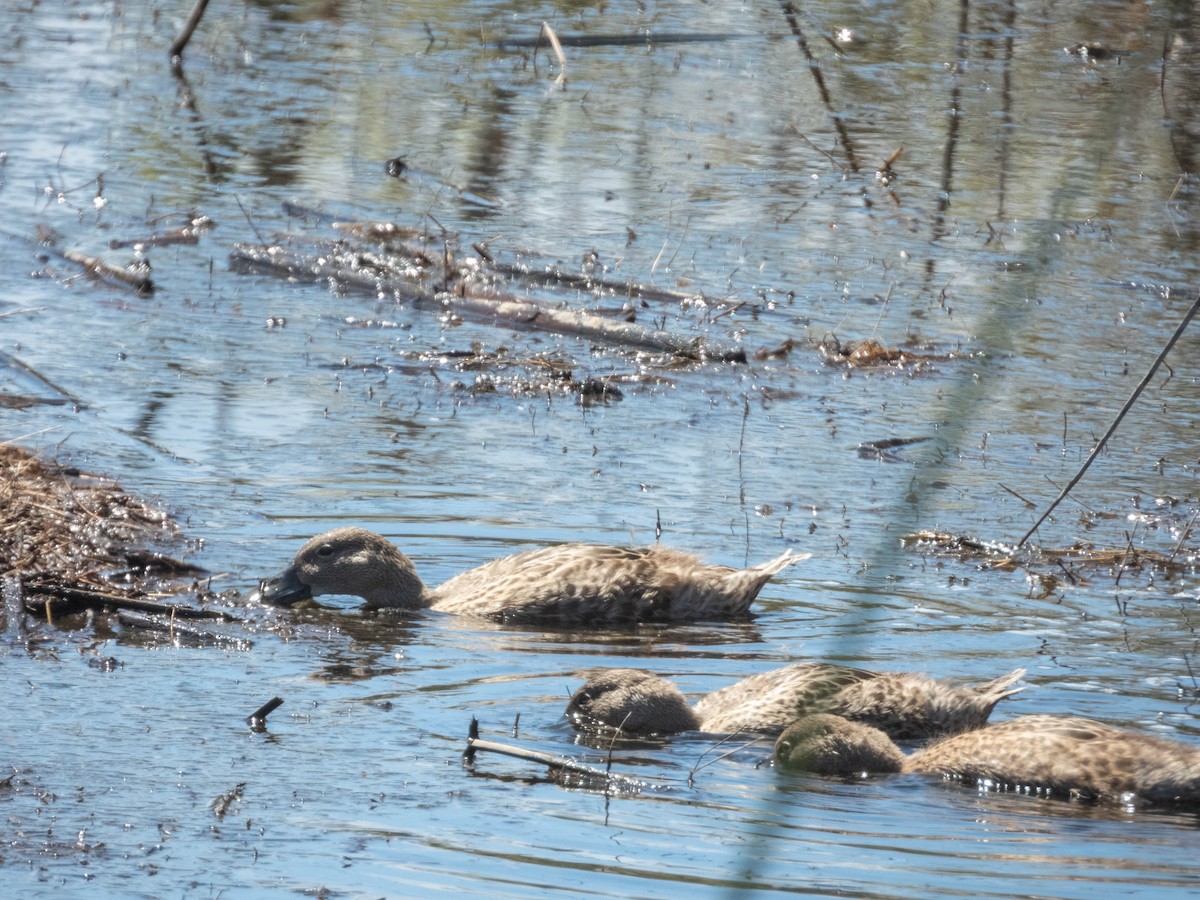 Yellow-billed Pintail - ML638130445