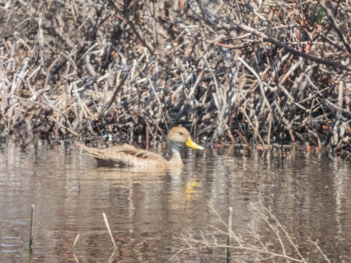 Yellow-billed Pintail - ML638130446