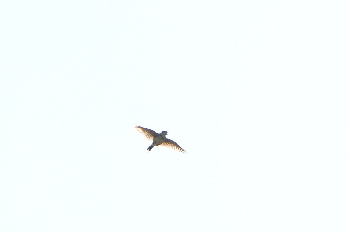Oriental Skylark - ML638130501
