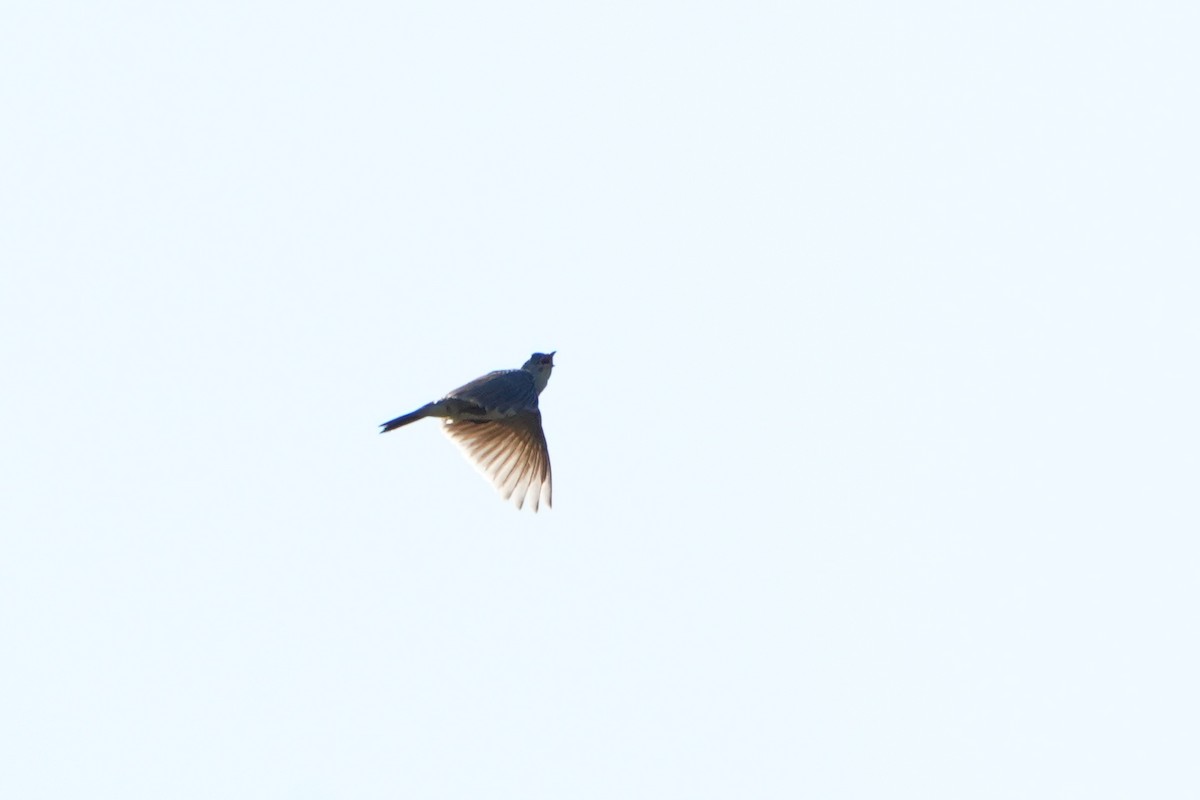 Oriental Skylark - ML638130502