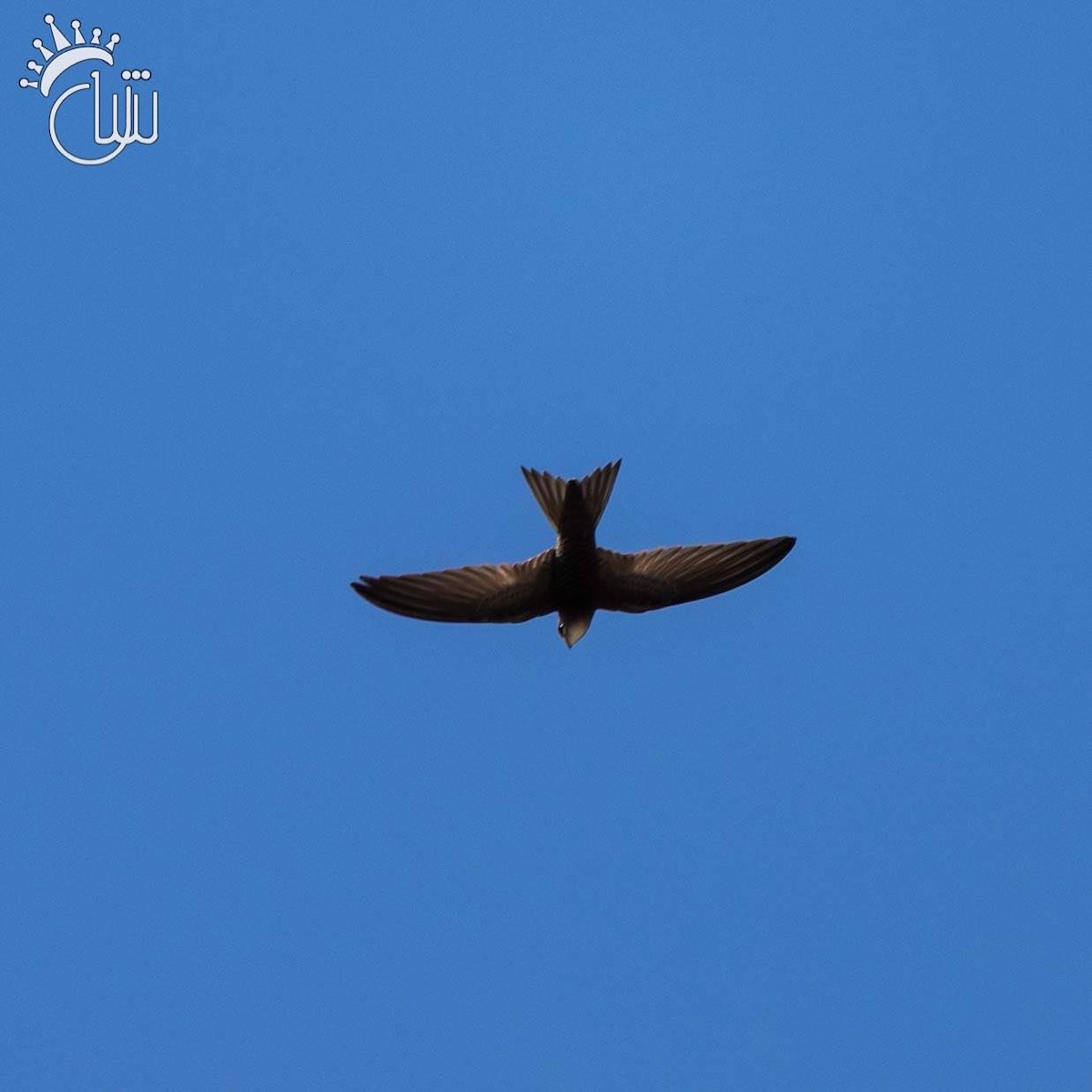 Pallid Swift - ML638130516
