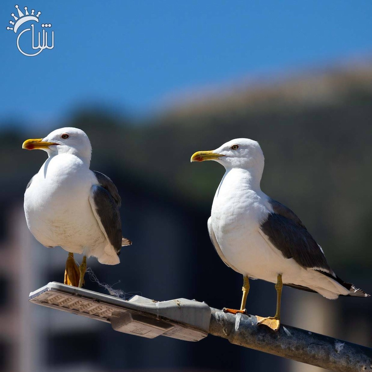 Yellow-legged Gull - ML638130518