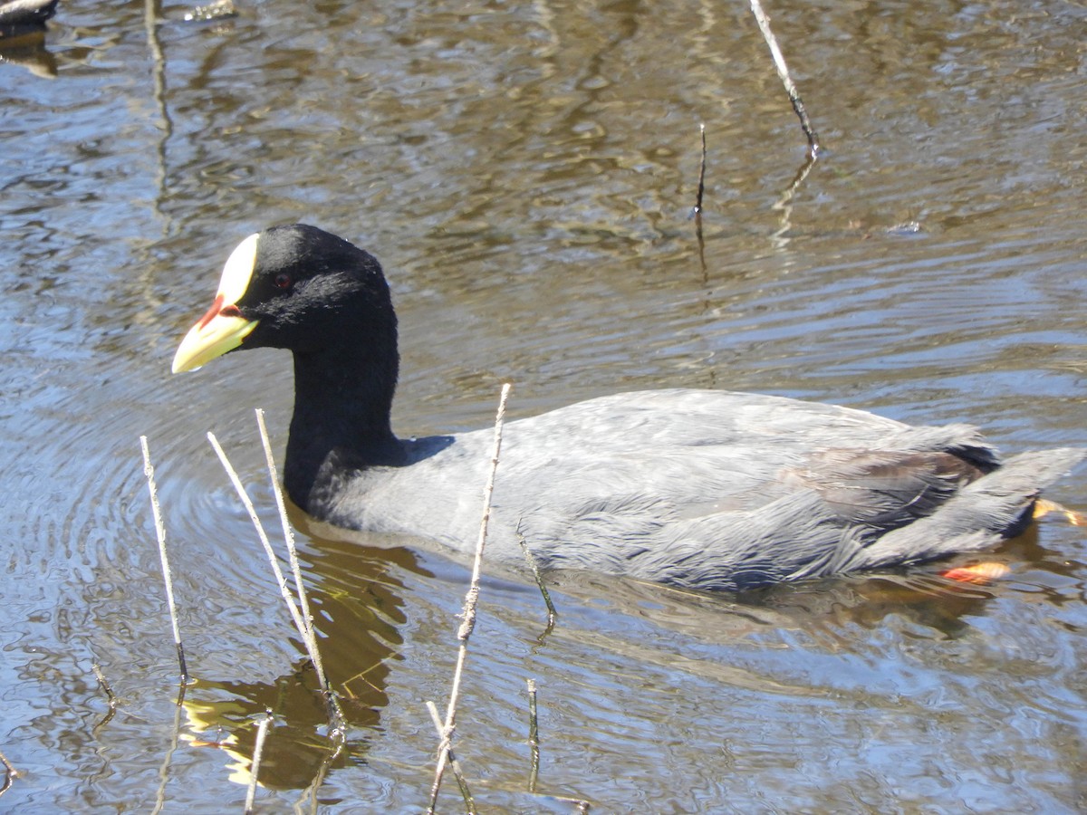 Red-gartered Coot - ML638130528