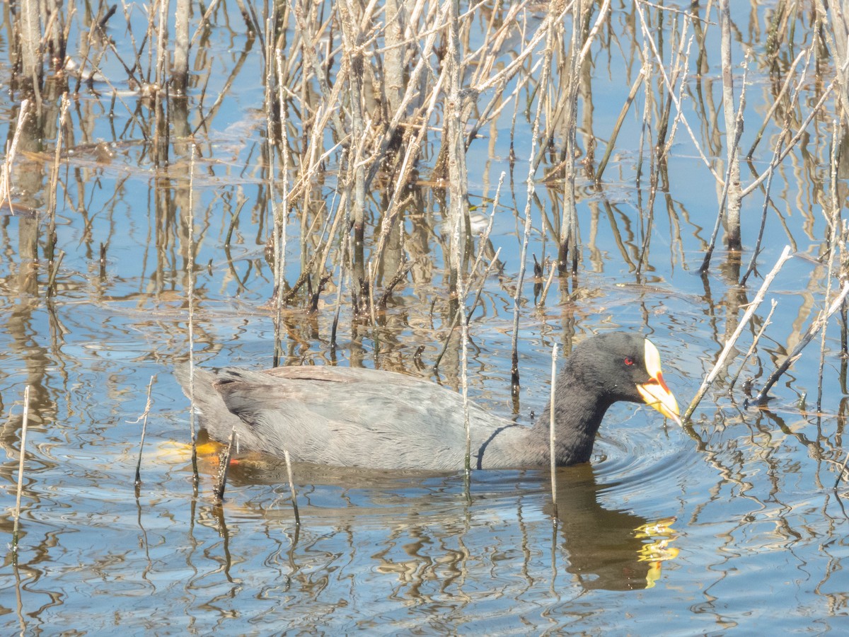 Red-gartered Coot - ML638130529