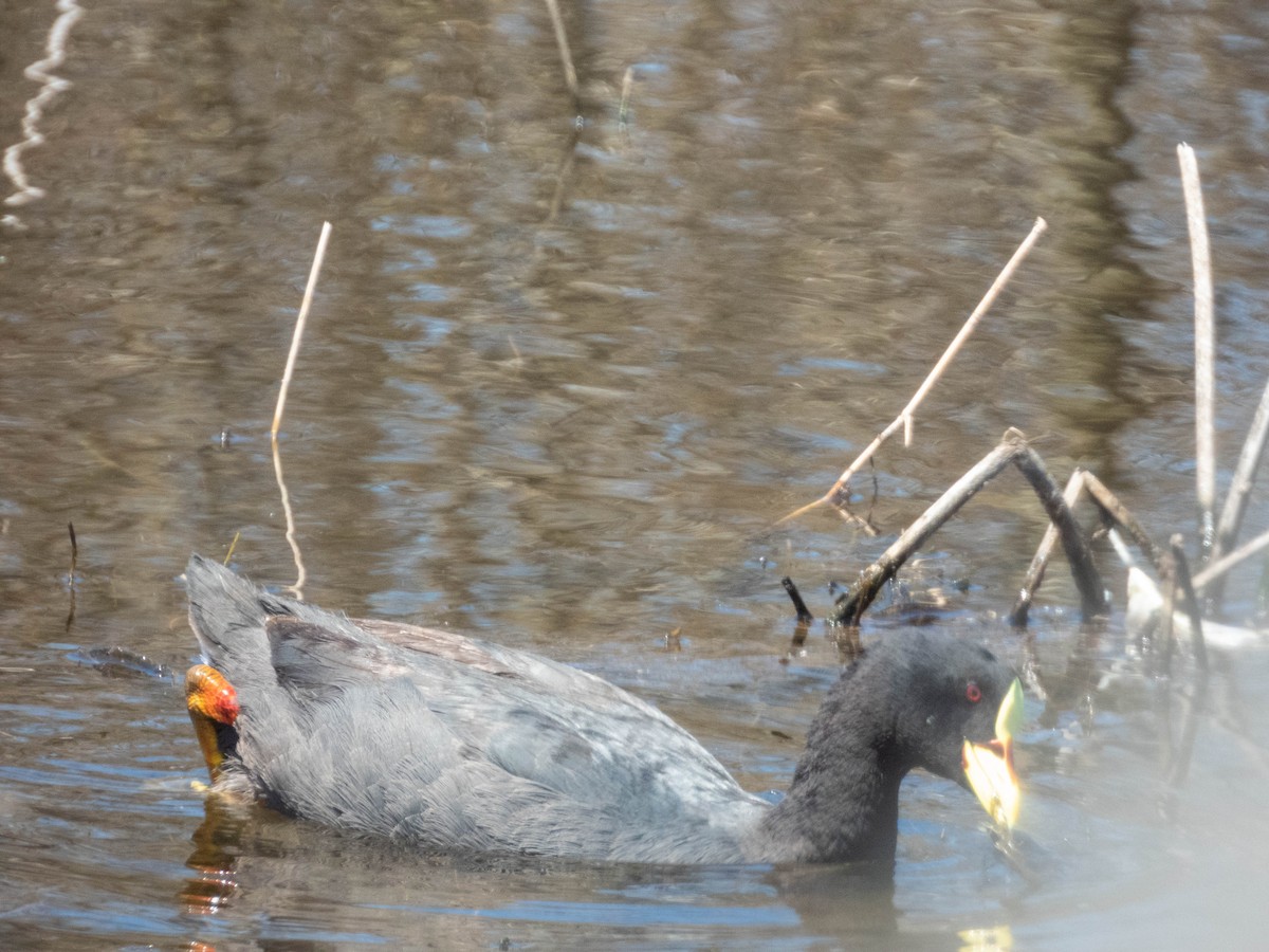 Red-gartered Coot - ML638130530