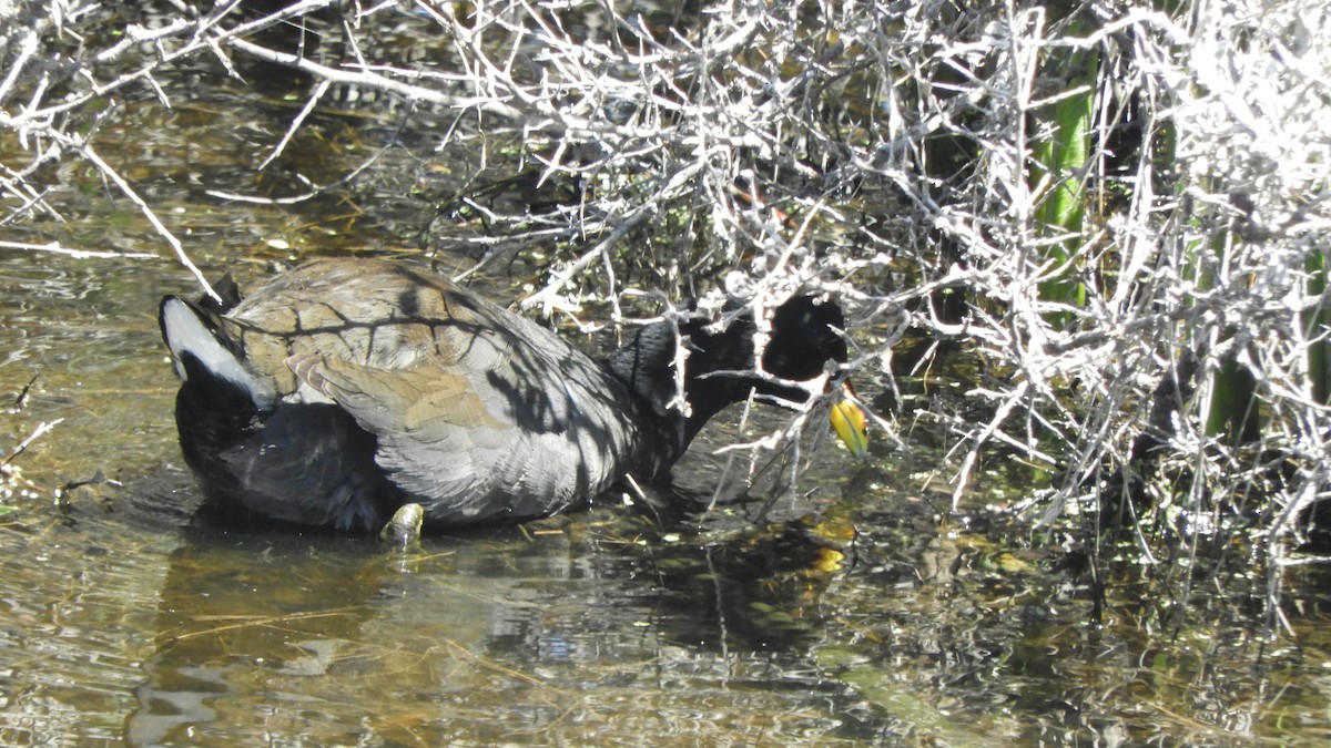 Red-fronted Coot - ML638130533