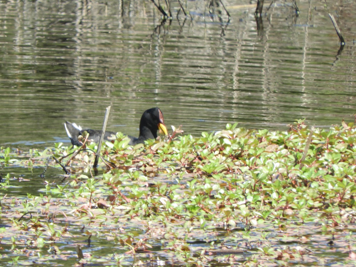 Red-fronted Coot - ML638130535