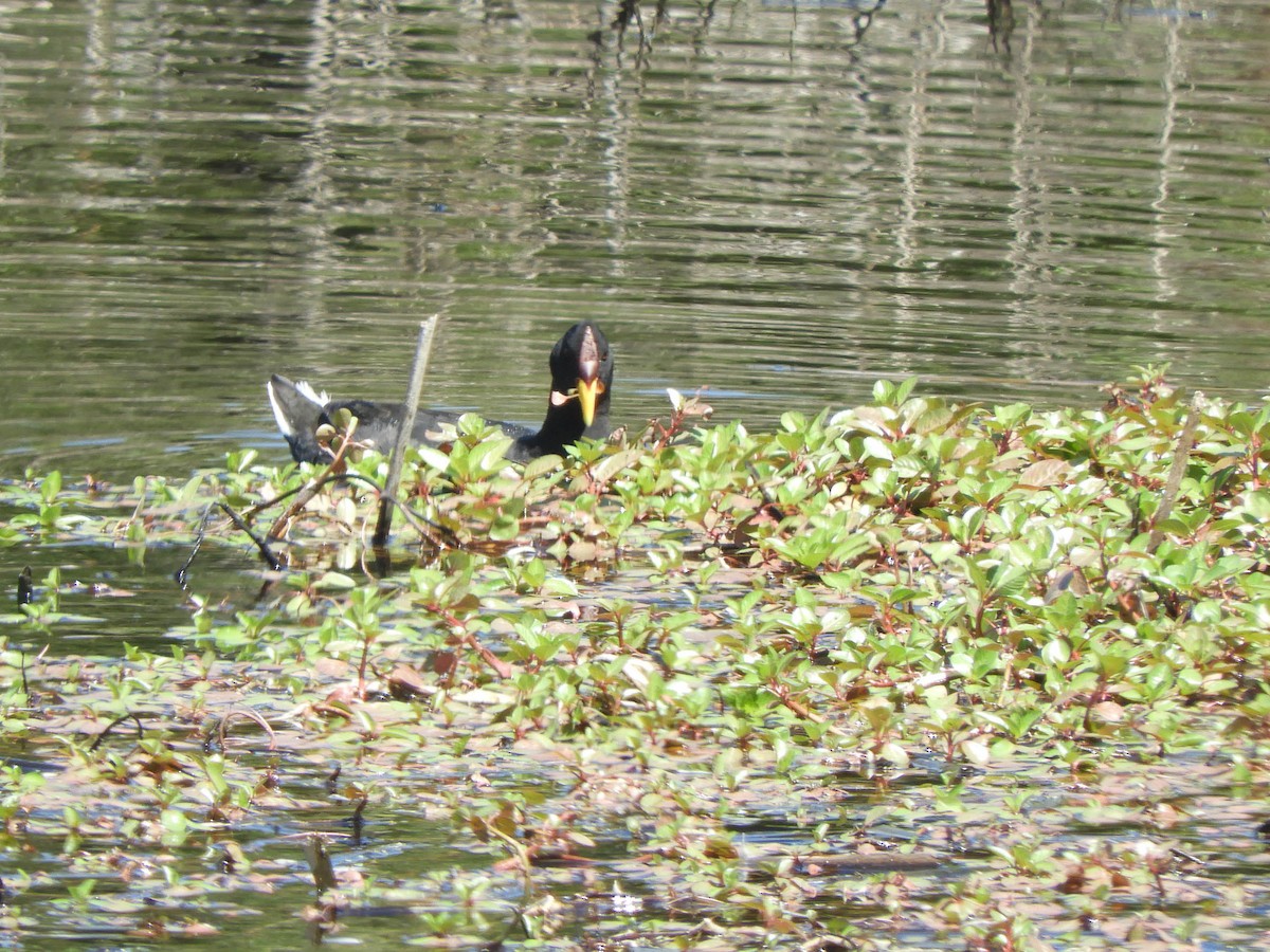 Red-fronted Coot - ML638130536