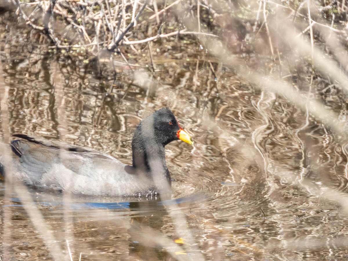 Red-fronted Coot - ML638130537